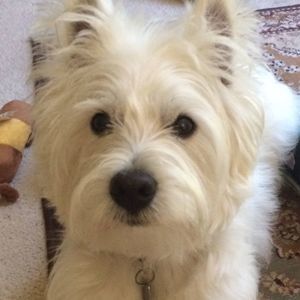 Meet your Posher, Max